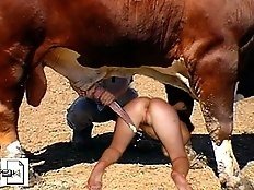 Monster horse Cock in pussy